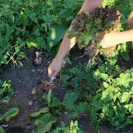 Дом отдыха Noninha House *