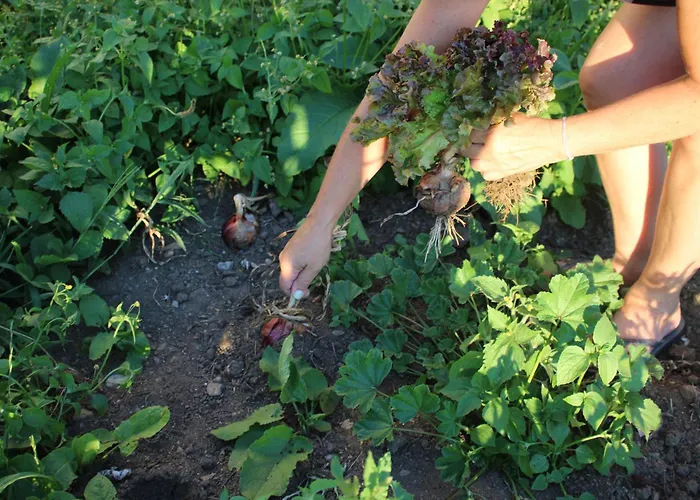 Nyaraló Noninha House *